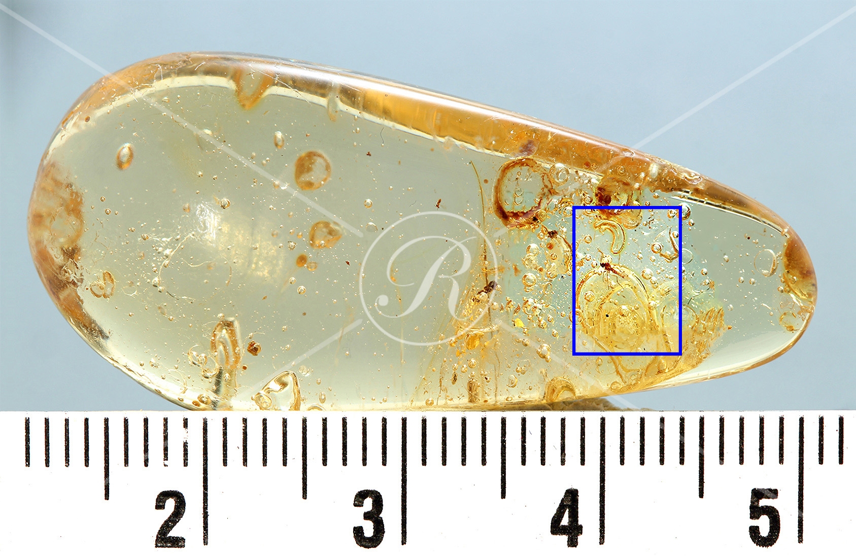 Watermark_228_N8 éch v2 .jpg